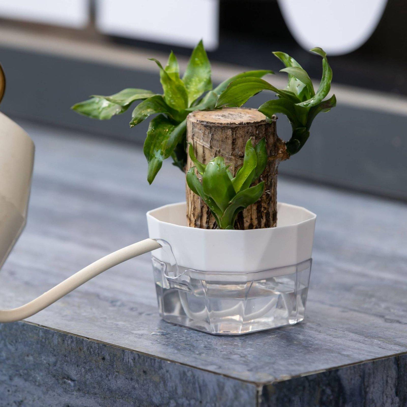 Vas Hidroponik Dua Lapis Penye - Vase Decor ulasan dan harga